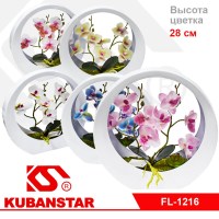 Орхидея в пластиковом ободке 5 цв.