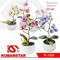 Цветок Орхидея в пластиковом горшочке