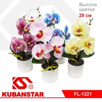 Цветок Орхидея в пластиковом горшочке