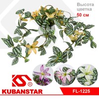 Цветок Традесканция в подвесном горшочке 4 цв.